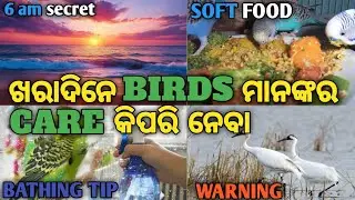 🛑ଖରାଦିନେ BIRDS ମାନଙ୍କର CAER କିପରି ନେବା 🥵 ?How to take care of birds in summer🔥 ! GUDU PET WORLD!