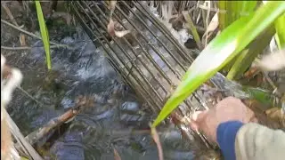 Sekilas hasil bubu bambu musim ini
