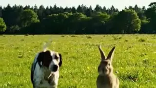  K&ouml;peğin Kovaladığı Tavşanı Kartal Yakaladı! 😱🐕🐇🦅Eagle Catches Rabbit Chased by Dog! 😱🐕🐇🦅