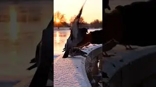 Helpless Bird Saved by Kind Humans#NatureLovers#AnimalLovers#ViralShorts#YouTubeShorts#RescueStory