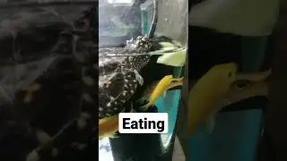 Black Pond Turtle and Cichlid Fish Amazing Video