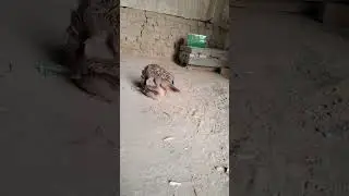 Teetar Crossing Video