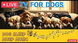 A Message to All Poodle Owners: You NEED This! 🐩 (Dog Sleep Music).