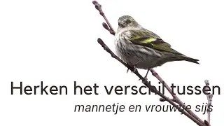 Herken het verschil tussen mannetje en vrouwtje sijs #1161