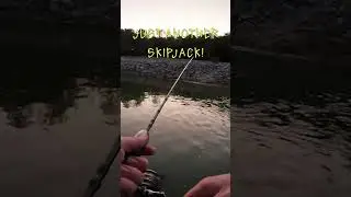 Nothing to see HERE!  Just another Skippie!  #fishing #skipjackfishing