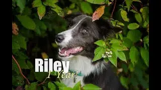 LOOK AT ME NOW | Riley- Border Collie 1 Year!