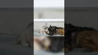 What Does a Alaskan Malamute Puppy Do When It Finds a Sad German Shepherd!