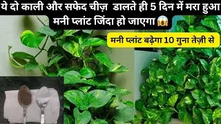 सर्दियों में मरे हुए मनी प्लांट को हटाने से पहले ये वीडियो जरूर देखना ..ये घरेलू नुस्खा जरूर आजमाए।।