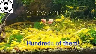 Yellow Neocaridina 55 Gallon Aquarium