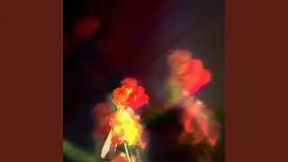 Petals on the Moon
