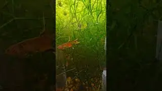 Orange Lyretail Killifish