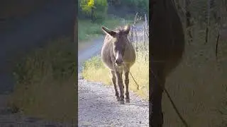 Donkey walking on gravel #road #donkey #walk #bumpy #gravel #mule #cute #nature #wildlife HA49139