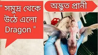 সমুদ্র থেকে উঠে এলো Dragon / ghost shark chimaera