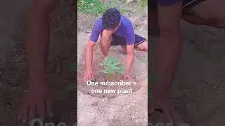 #hp. #forest #plantation  🪴