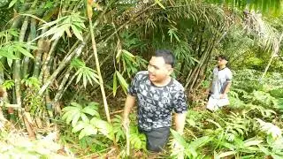 Ngambi buluh kena ngaga asi pulut 