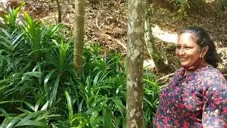Post-Lockdown Goa vlog Part 1 (Sahakari Spice Farm)