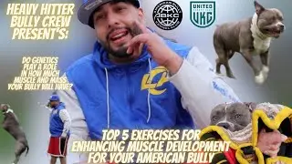 5 Exercises For American Bully MUSCLE GROWTH | American Bully | ABKC | UKC | Heavy Hitter Bully Crew