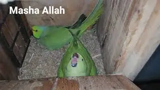 Masha allah | Love birds | cockatiel | Green ringneck breeding progress | Bahawalpur city | #aasb