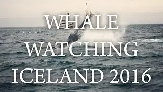 WHALE WATCHING IN ICELAND, HUSAVIK