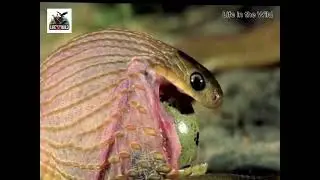 Snake Eats Egg in One Gulp | Real-Time Wildlife Action