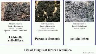 List of Fungus of Order Lichinales. lichen thread strap nbsp seaweed lichens pygmaea peltula Rock