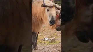The cute but grumpy takin#animals #funnyanimal #funny #cute #takin