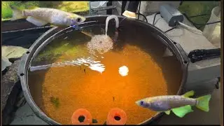 Easy rice fish breeding tub! 