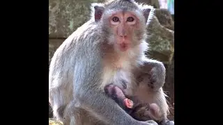 Super Strong Mom Monkey Take Care Newborn Baby Monkey and happy animal #1120