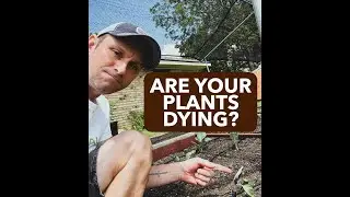 How to Care for Your Cool-Weather Plants During the Early Fall Transition: Brassica Transplants 2025