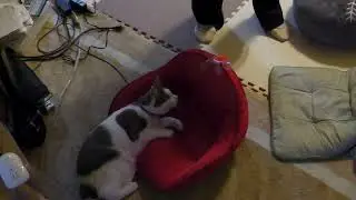 hunting practice on the massage seat マッサージシート上の猫じゃらし 4K60fps