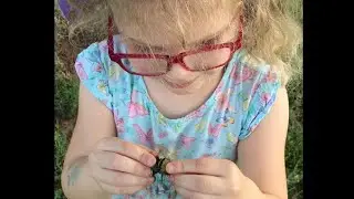 How to catch Cicadas (we call them locusts)