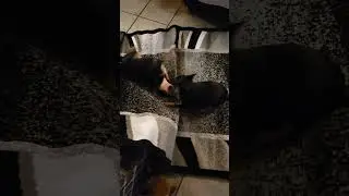 Chihuahua sisters helping mamma flatten a new rug lol(3)