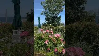 Siasconset Picturesque Scenery #couplesvlog #nantucket #travel #Siasconset #luxury #nature