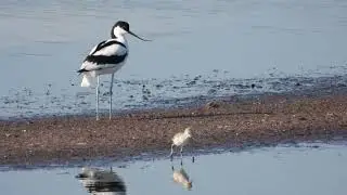 Pied Avocet, Avocetta (Recurvirostra avosetta) chicks
