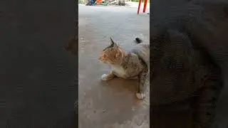 Understanding Cat Behavior (and What to Do About It)