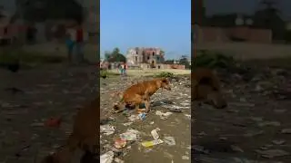 সইতানে জখন লারে 🤭😬 #foryou #comedy #comedyshorts #funny