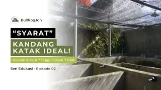 Pemula Wajib Tahu! Ukuran & Bahan Kolam Terbaik untuk Katak Lembu BULLFROG #bullfrogidn