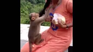 Cute relationship between girl and monkey 😘 see the monkey calling and kissing with a 👧🥰 Tamilnadu