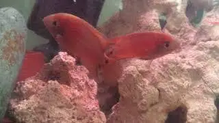 Hypselecara temporalis OYAPOCK