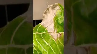 Effect of direct sunlight on fiddle leaf fig, leaf burning