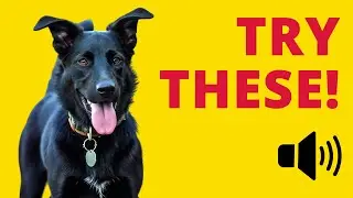 The Weird Sounds Dogs LOVE: Watch Your Dog&rsquo;s Reaction!
