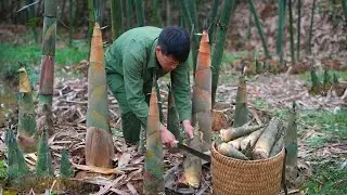 Harvesting Bamboo Shoots in the Forest and Selling Them to Villagers to Earn Extra Income