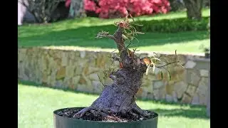 Ficus neriifolia Tropical Bonsai  According to Jerry Meislik