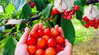 Worlds Most Expensive Cherry Amazing Japan Agriculture Technology Farm