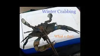 Winter Crabbing... Catching Blue Crabs in the Winter! Ring Traps and Chicken Legs.
