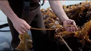 In Pursuit of Sea Vegetable Market Expansion