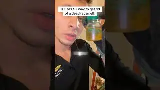 САМЫЙ ДЕШЕВЫЙ способ избавиться от запаха дохлой крысы #шорты