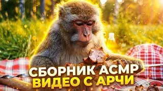 Сборник АСМР ВИДЕО обезьяны АРЧИ