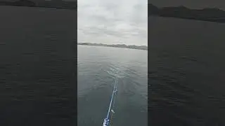 Охота на тунца! Рыбалка с лодки!