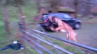 Elite K9s UK | Rostam | Trials Training